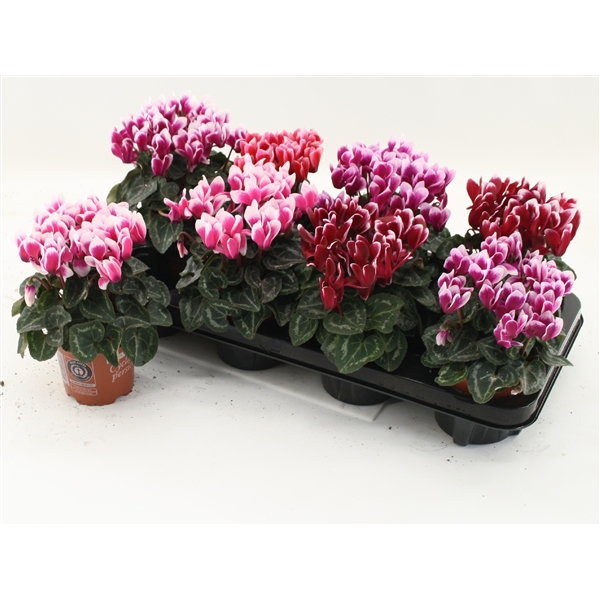 Cyclamen Fantasia